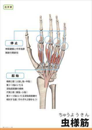 虫様筋